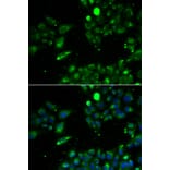 Immunofluorescence - UQCRFS1 antibody from Signalway Antibody (39180) - Antibodies.com