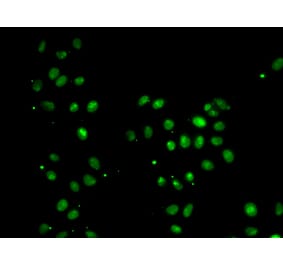 Immunofluorescence - MORF4L1 antibody from Signalway Antibody (39186) - Antibodies.com