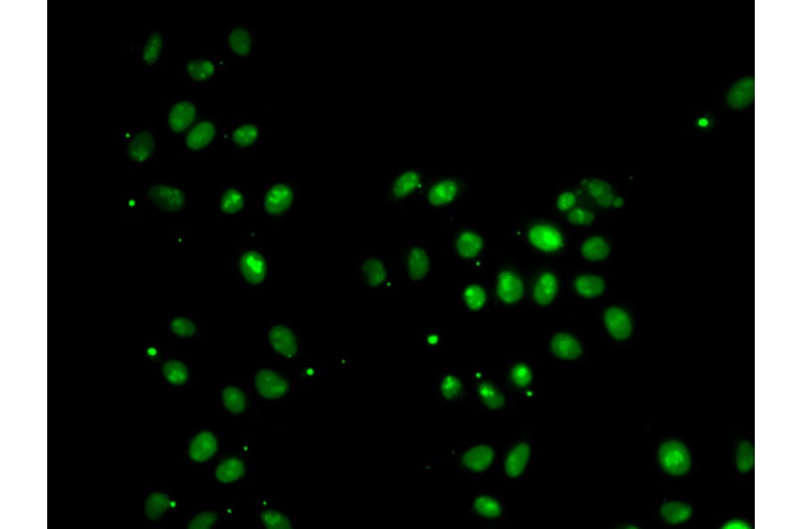 Immunofluorescence - MORF4L1 antibody from Signalway Antibody (39186) - Antibodies.com