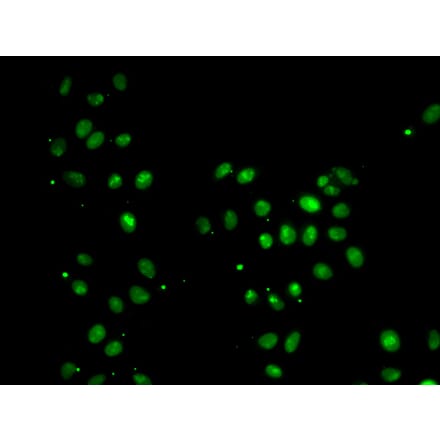 Immunofluorescence - MORF4L1 antibody from Signalway Antibody (39186) - Antibodies.com