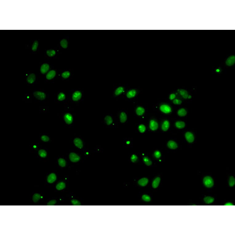 Immunofluorescence - MORF4L1 antibody from Signalway Antibody (39186) - Antibodies.com