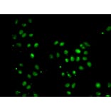 Immunofluorescence - MORF4L1 antibody from Signalway Antibody (39186) - Antibodies.com