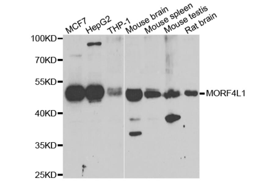 Western blot - MORF4L1 antibody from Signalway Antibody (39186) - Antibodies.com