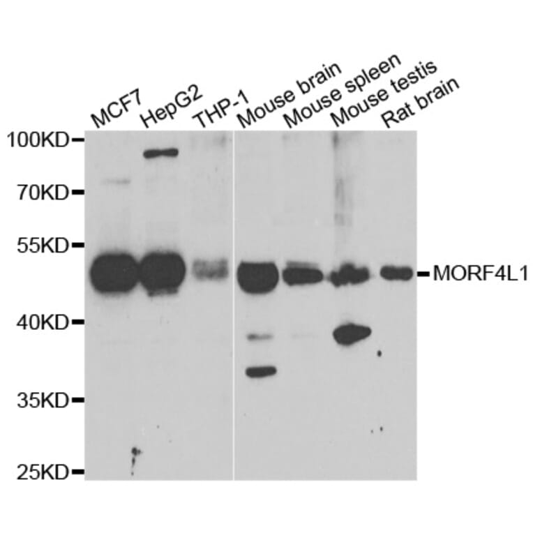 Western blot - MORF4L1 antibody from Signalway Antibody (39186) - Antibodies.com