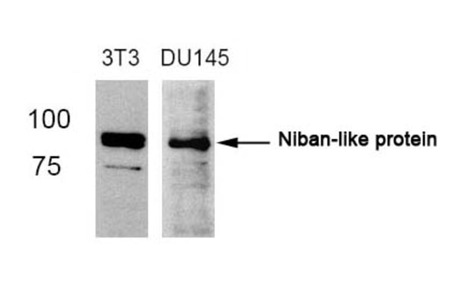 Western blot - Niban-like protein (Ab-712) Antibody from Signalway Antibody (21332) - Antibodies.com