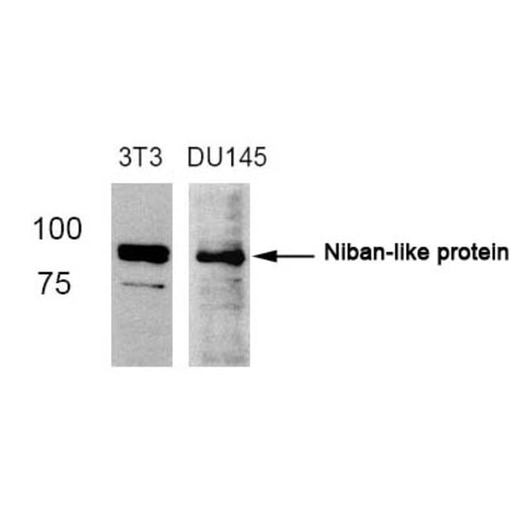 Western blot - Niban-like protein (Ab-712) Antibody from Signalway Antibody (21332) - Antibodies.com
