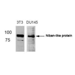 Western blot - Niban-like protein (Ab-712) Antibody from Signalway Antibody (21332) - Antibodies.com
