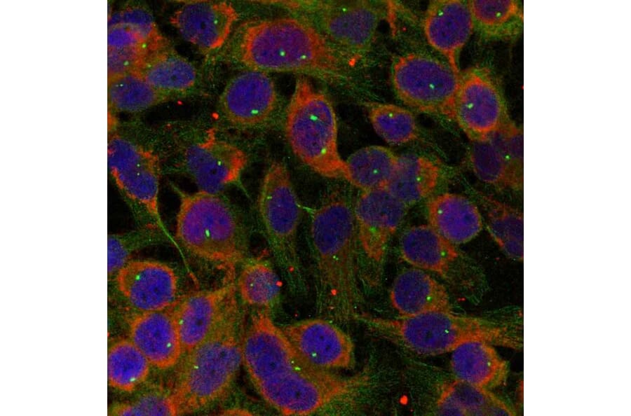 Immunofluorescence - Niban-like protein (Ab-712) Antibody from Signalway Antibody (21332) - Antibodies.com