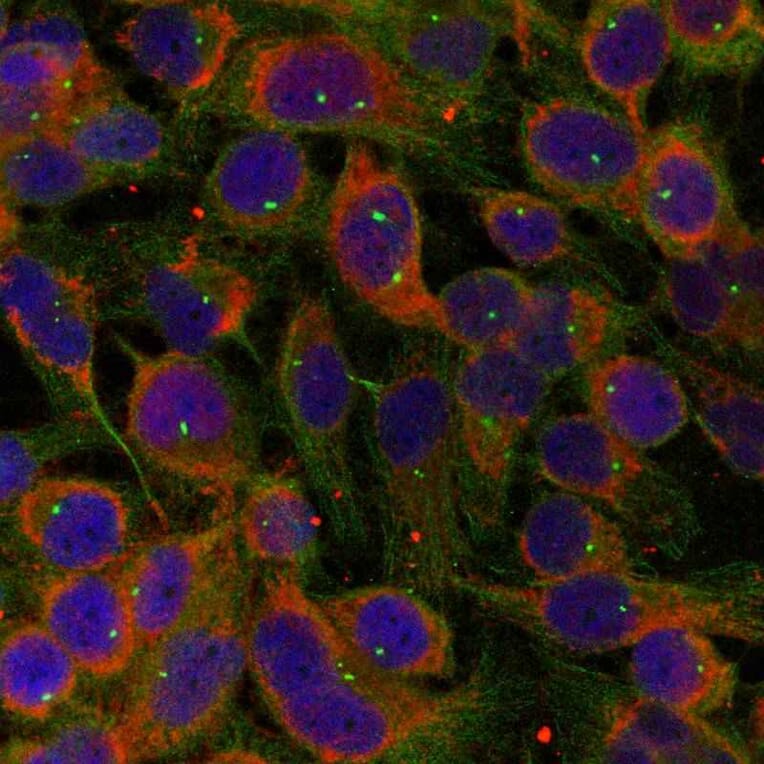 Immunofluorescence - Niban-like protein (Ab-712) Antibody from Signalway Antibody (21332) - Antibodies.com