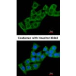 Immunofluorescence - calcium binding protein P22 antibody from Signalway Antibody (22263) - Antibodies.com