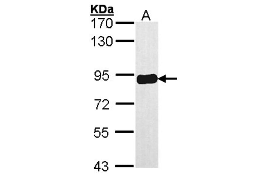 PRKCSH antibody from Signalway Antibody (22041) - Antibodies.com