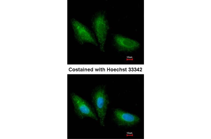 Immunofluorescence - PRKCSH antibody from Signalway Antibody (22041) - Antibodies.com