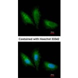 Immunofluorescence - PRKCSH antibody from Signalway Antibody (22041) - Antibodies.com