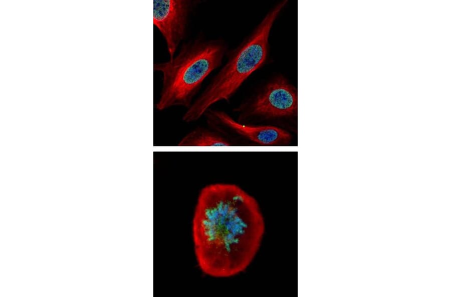 CDCA1 antibody from Signalway Antibody (22108) - Antibodies.com