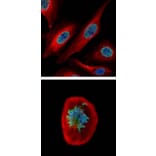 CDCA1 antibody from Signalway Antibody (22108) - Antibodies.com