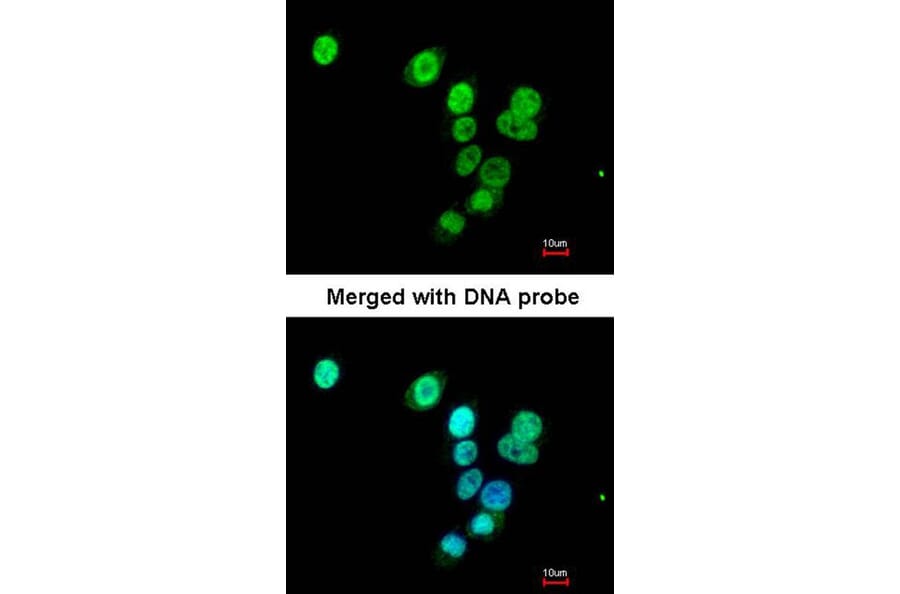 Immunofluorescence - RASAL1 antibody from Signalway Antibody (22120) - Antibodies.com