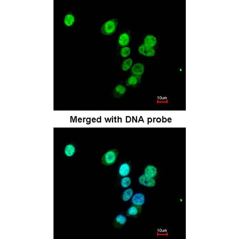 Immunofluorescence - RASAL1 antibody from Signalway Antibody (22120) - Antibodies.com