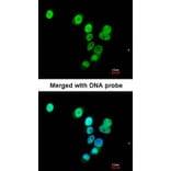Immunofluorescence - RASAL1 antibody from Signalway Antibody (22120) - Antibodies.com
