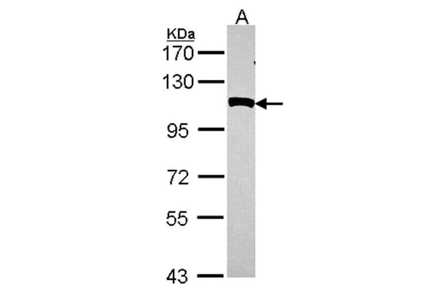 NPEPPS antibody from Signalway Antibody (22131) - Antibodies.com