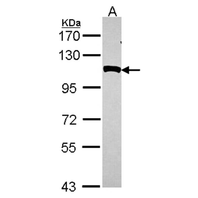 NPEPPS antibody from Signalway Antibody (22131) - Antibodies.com