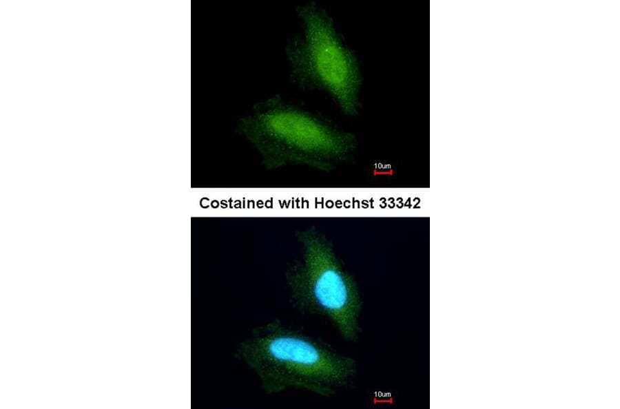 Immunofluorescence - NPEPPS antibody from Signalway Antibody (22131) - Antibodies.com