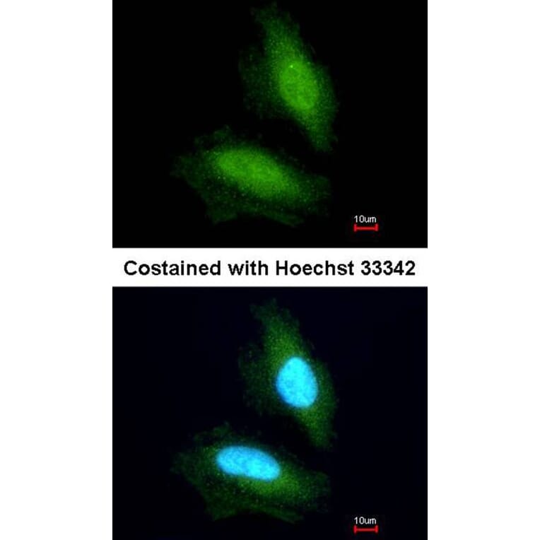Immunofluorescence - NPEPPS antibody from Signalway Antibody (22131) - Antibodies.com