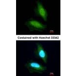 Immunofluorescence - NPEPPS antibody from Signalway Antibody (22131) - Antibodies.com