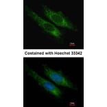 Immunofluorescence - SUCLG2 antibody from Signalway Antibody (22171) - Antibodies.com