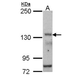 POLR3A antibody from Signalway Antibody (22202) - Antibodies.com