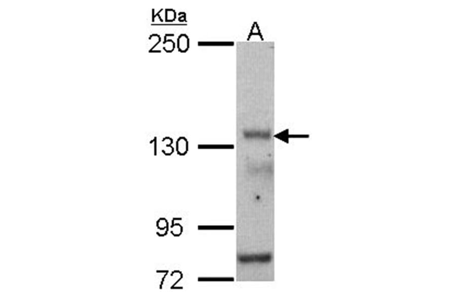 POLR3A antibody from Signalway Antibody (22202) - Antibodies.com