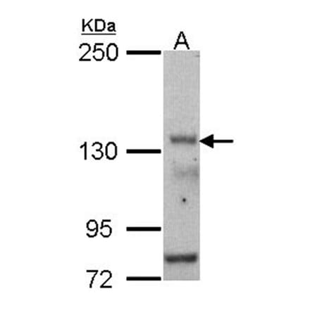 POLR3A antibody from Signalway Antibody (22202) - Antibodies.com