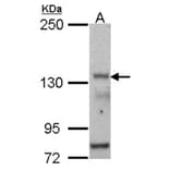 POLR3A antibody from Signalway Antibody (22202) - Antibodies.com