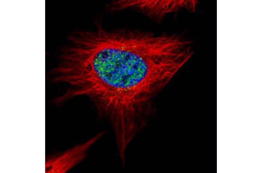 POLR3A antibody from Signalway Antibody (22202) - Antibodies.com
