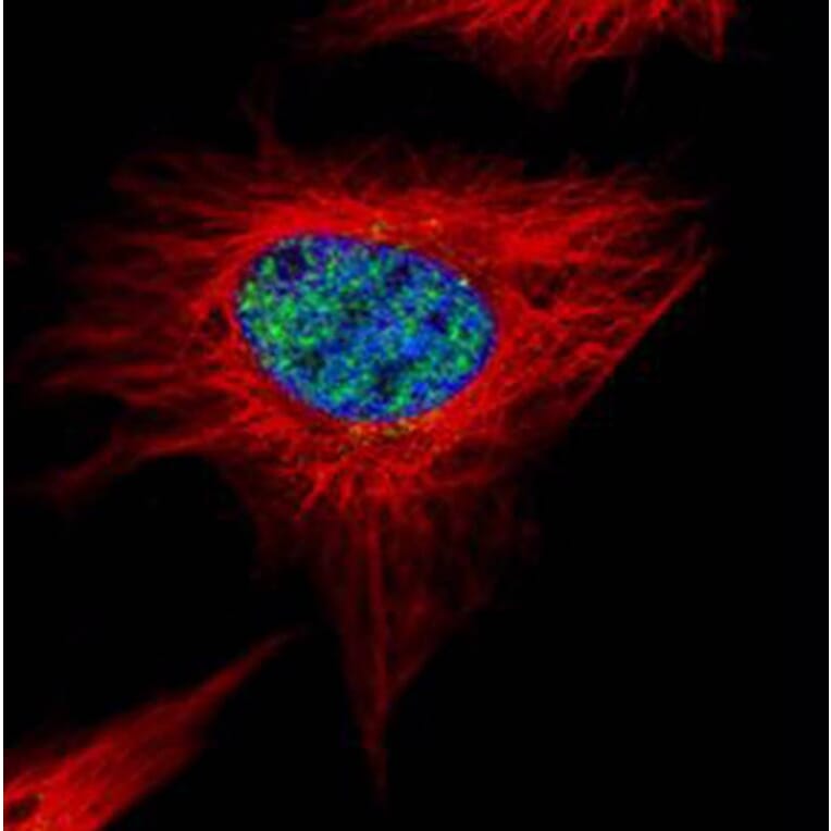 POLR3A antibody from Signalway Antibody (22202) - Antibodies.com