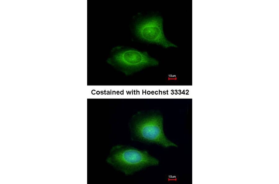 Immunofluorescence - LZTFL1 antibody from Signalway Antibody (22235) - Antibodies.com