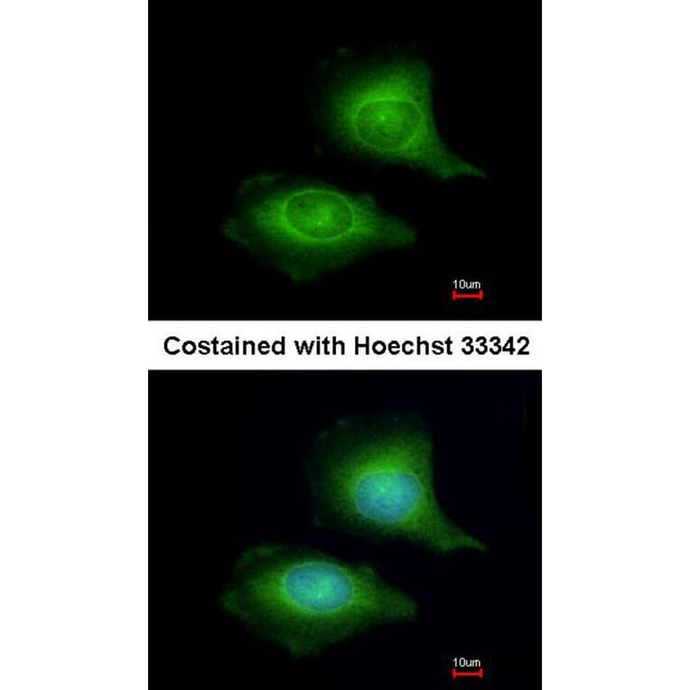 Immunofluorescence - LZTFL1 antibody from Signalway Antibody (22235) - Antibodies.com