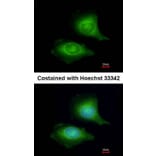 Immunofluorescence - LZTFL1 antibody from Signalway Antibody (22235) - Antibodies.com