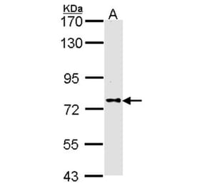 DPRP1 antibody from Signalway Antibody (22310) - Antibodies.com