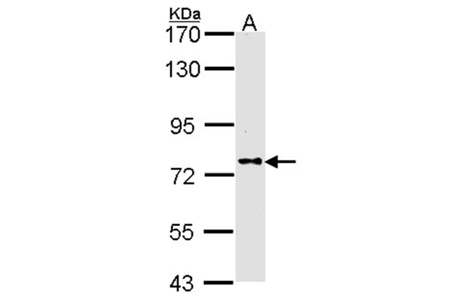 DPRP1 antibody from Signalway Antibody (22310) - Antibodies.com