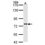 DPRP1 antibody from Signalway Antibody (22310) - Antibodies.com