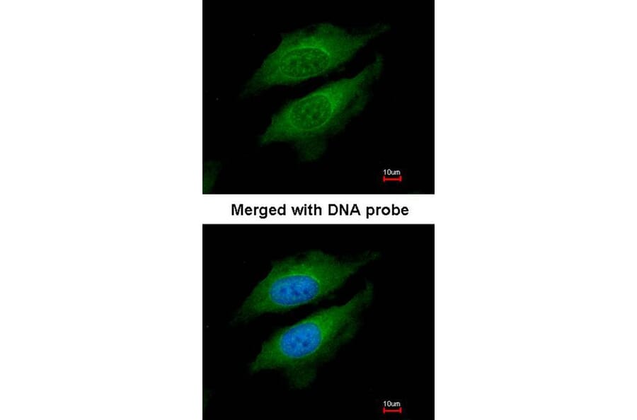Immunofluorescence - DPRP1 antibody from Signalway Antibody (22310) - Antibodies.com