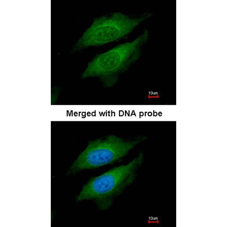 Immunofluorescence - DPRP1 antibody from Signalway Antibody (22310) - Antibodies.com