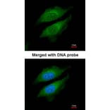 Immunofluorescence - DPRP1 antibody from Signalway Antibody (22310) - Antibodies.com