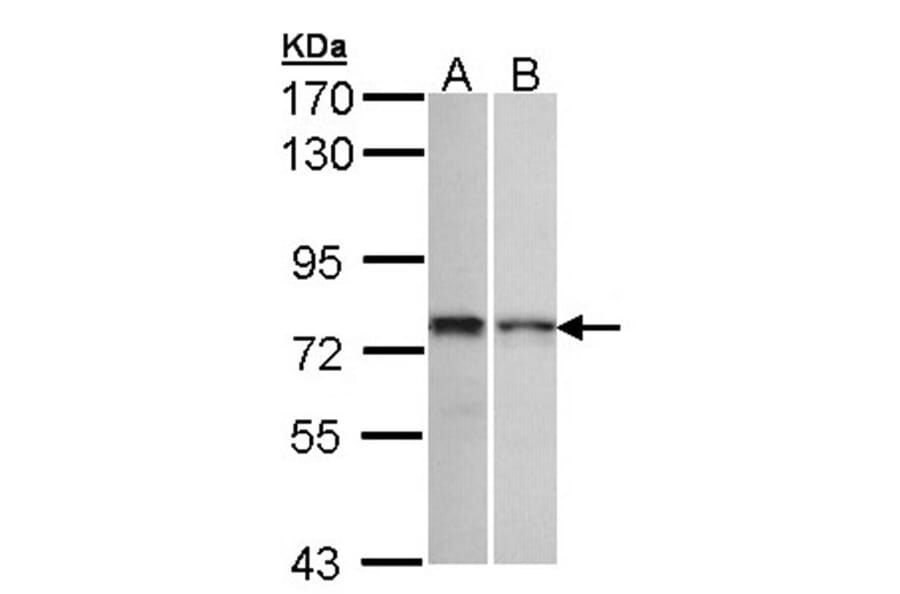 ZNF398 antibody from Signalway Antibody (22369) - Antibodies.com