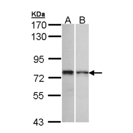 ZNF398 antibody from Signalway Antibody (22369) - Antibodies.com