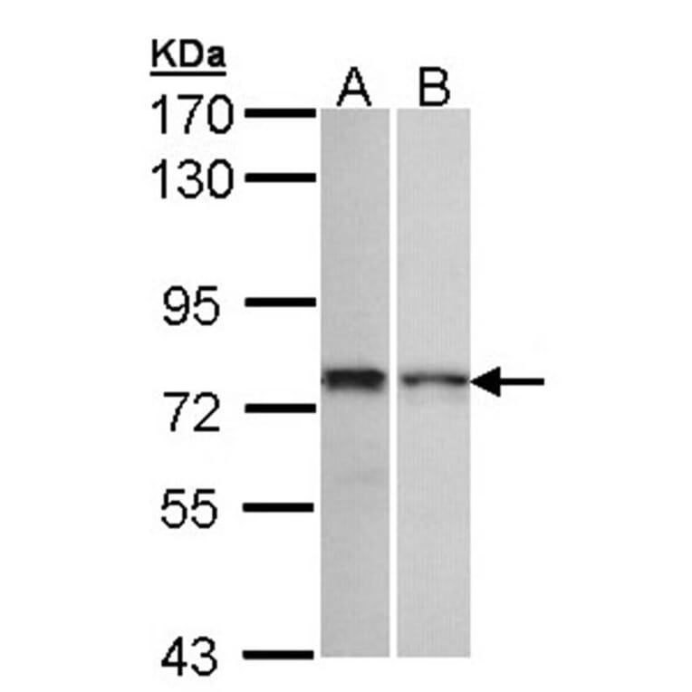 ZNF398 antibody from Signalway Antibody (22369) - Antibodies.com