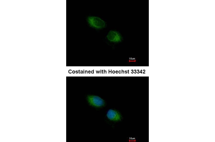 Immunofluorescence - TXNDC1 antibody from Signalway Antibody (22377) - Antibodies.com