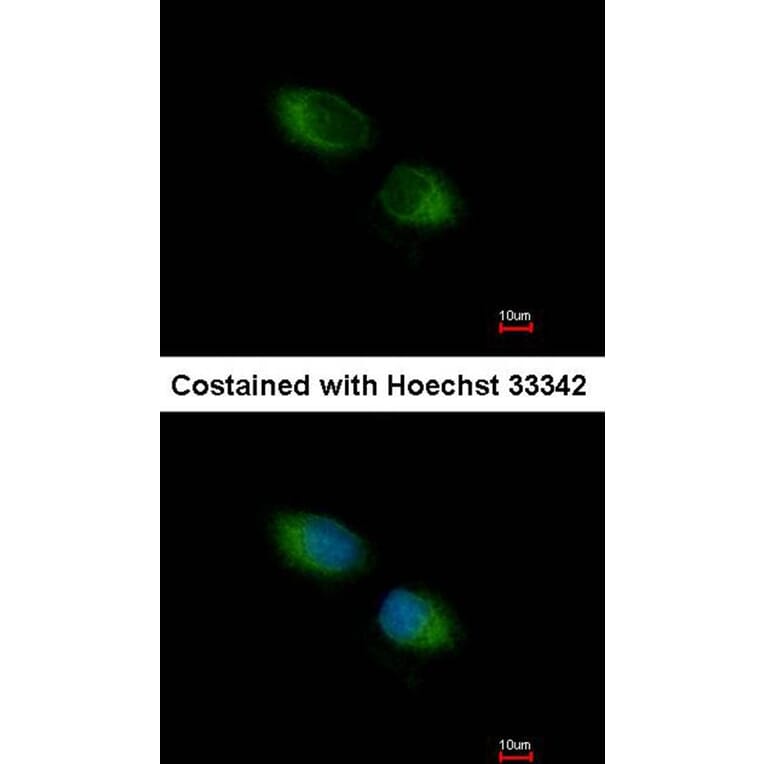 Immunofluorescence - TXNDC1 antibody from Signalway Antibody (22377) - Antibodies.com