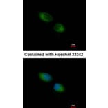 Immunofluorescence - TXNDC1 antibody from Signalway Antibody (22377) - Antibodies.com