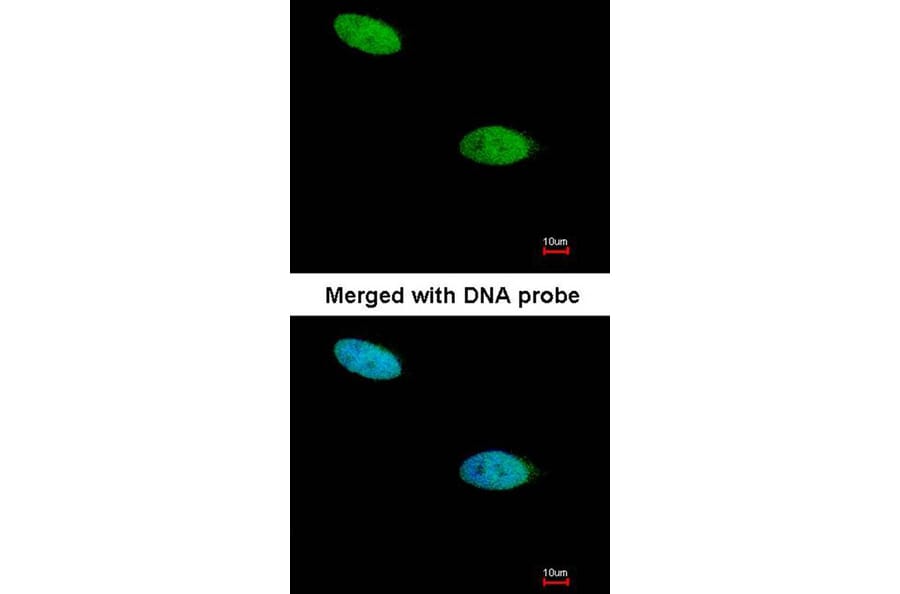 Immunofluorescence - DUSP26 antibody from Signalway Antibody (22422) - Antibodies.com